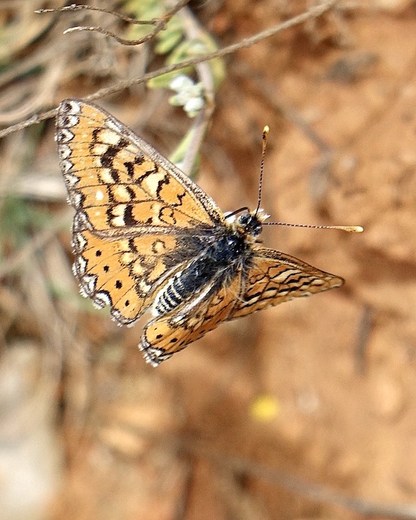 Spanish fritillary